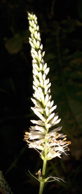 culver's root 2